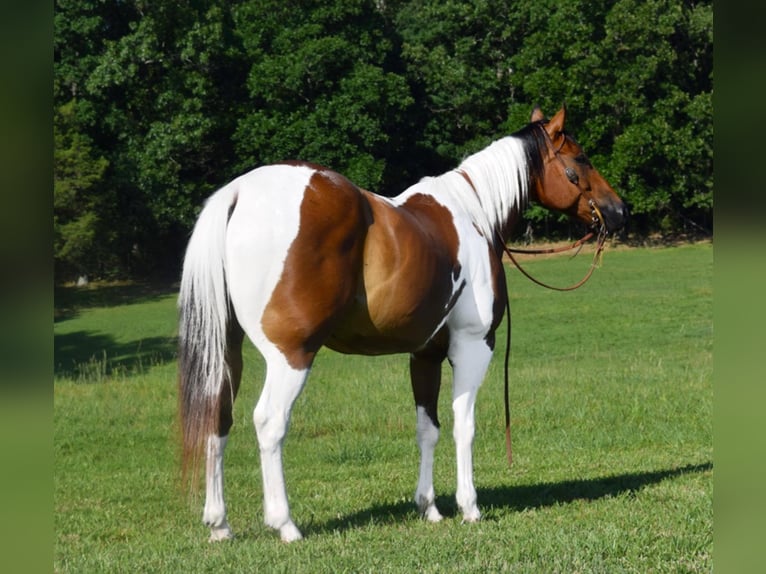 American Quarter Horse Wallach 10 Jahre Tobiano-alle-Farben in Hazelton IA