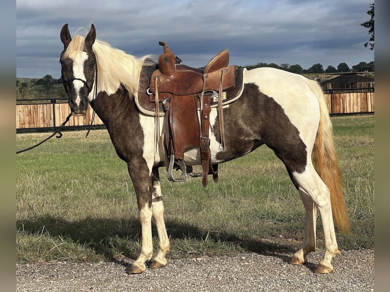 American Quarter Horse Wallach 10 Jahre Tobiano-alle-Farben in Byers TX