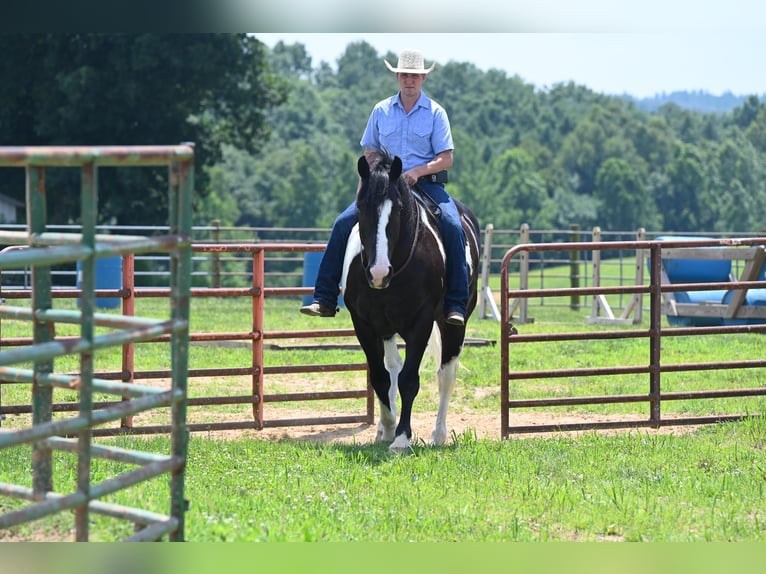 American Quarter Horse Wallach 10 Jahre Tobiano-alle-Farben in Jackson OH