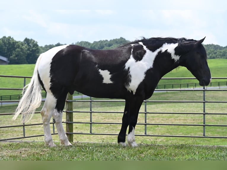 American Quarter Horse Wallach 10 Jahre Tobiano-alle-Farben in Jackson OH