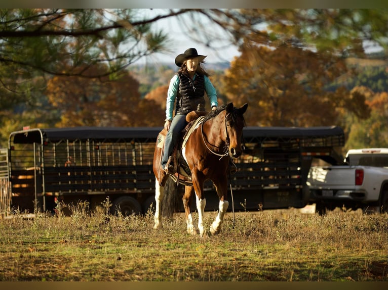 American Quarter Horse Wallach 10 Jahre Tobiano-alle-Farben in RUsk TX
