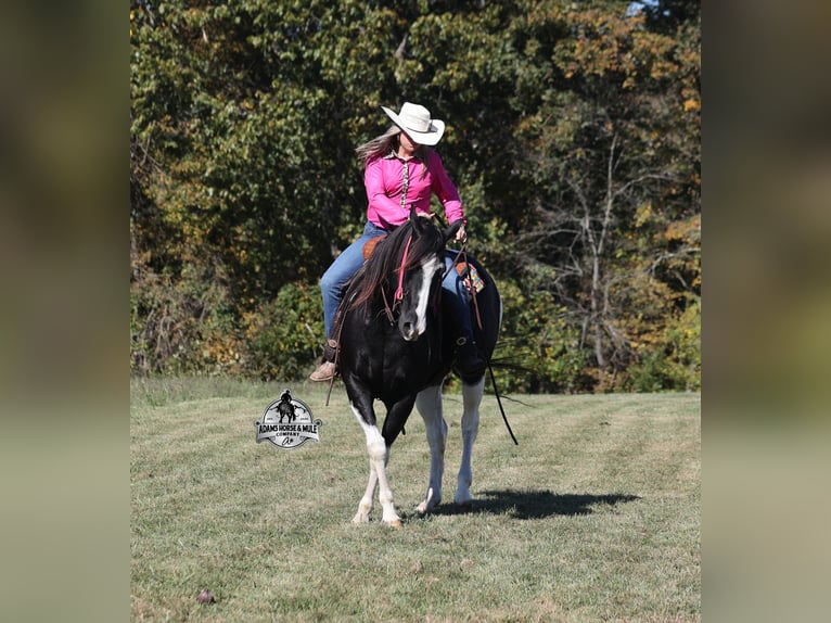 American Quarter Horse Wallach 10 Jahre Tobiano-alle-Farben in Wickenburg