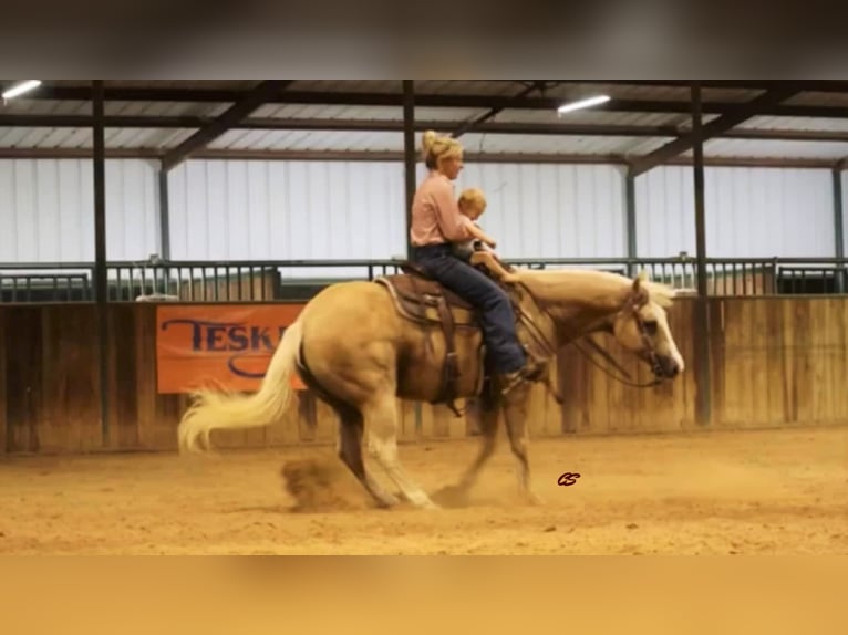 American Quarter Horse Wallach 10 Jahre in Jaxksboro TX