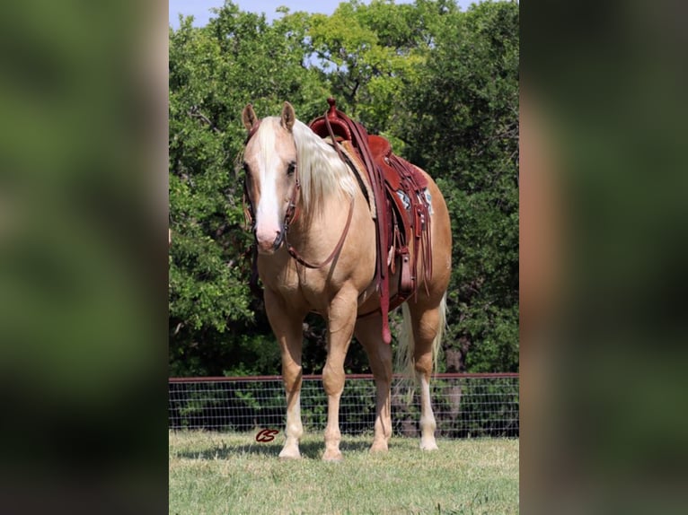 American Quarter Horse Wallach 10 Jahre in Jaxksboro TX