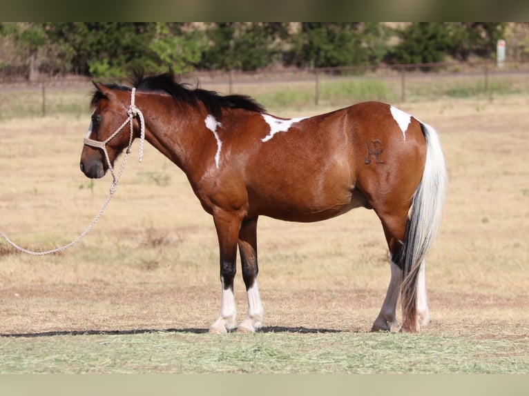 American Quarter Horse Wallach 11 Jahre 107 cm Tobiano-alle-Farben in Cleburne Tx