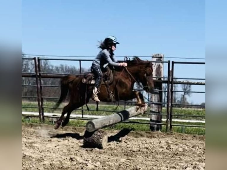 American Quarter Horse Wallach 11 Jahre 114 cm Dunkelfuchs in Brownstown IL