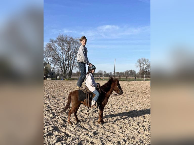 American Quarter Horse Wallach 11 Jahre 114 cm Dunkelfuchs in Brownstown IL