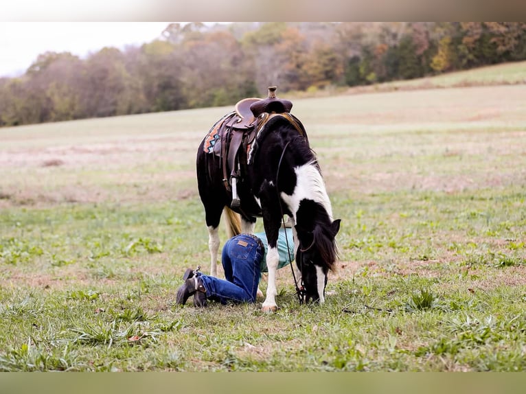 American Quarter Horse Wallach 11 Jahre 127 cm Tobiano-alle-Farben in Santa Fe, TN