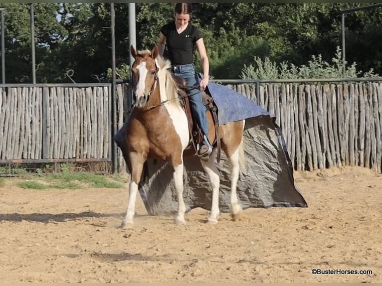 American Quarter Horse Wallach 11 Jahre 127 cm Tobiano-alle-Farben in Weatherford TX