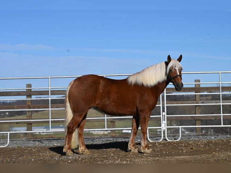 American Quarter Horse Wallach 11 Jahre 135 cm Dunkelfuchs in Millersburg OH