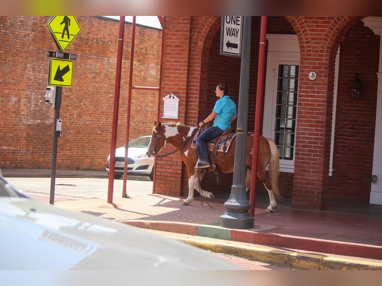 American Quarter Horse Wallach 11 Jahre 137 cm Tobiano-alle-Farben in Rusk TX