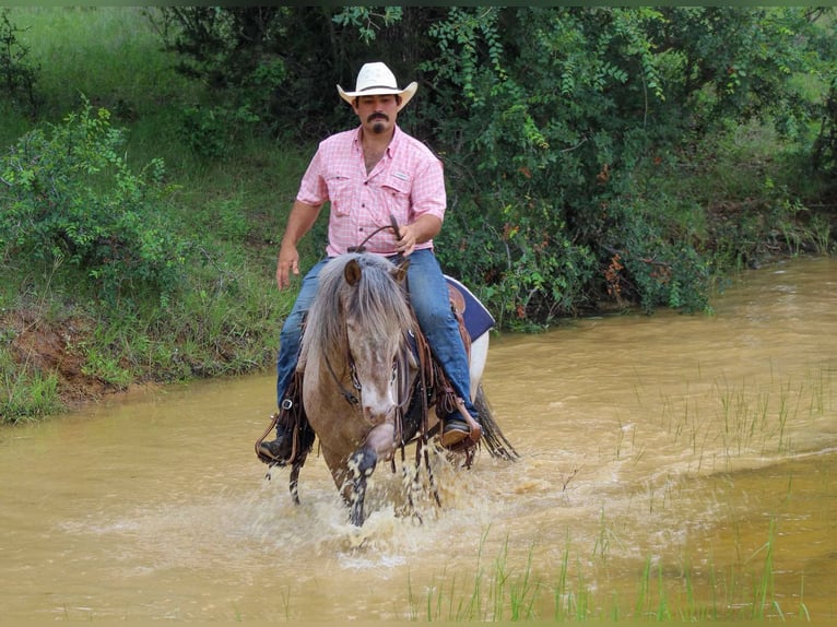 American Quarter Horse Wallach 11 Jahre 140 cm Roan-Bay in Stephenville TX