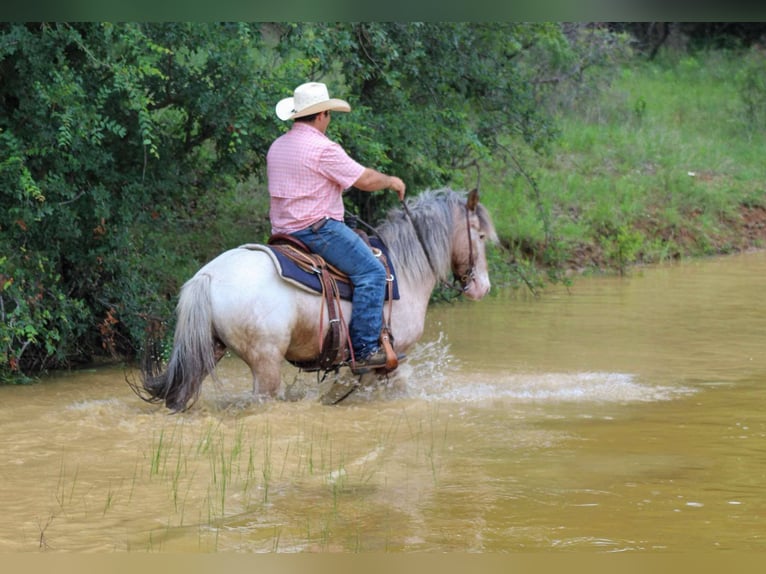 American Quarter Horse Wallach 11 Jahre 140 cm Roan-Bay in Stephenville TX