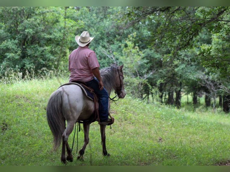 American Quarter Horse Wallach 11 Jahre 140 cm Roan-Bay in Stephenville TX