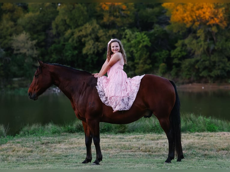 American Quarter Horse Wallach 11 Jahre 140 cm Rotbrauner in Forney