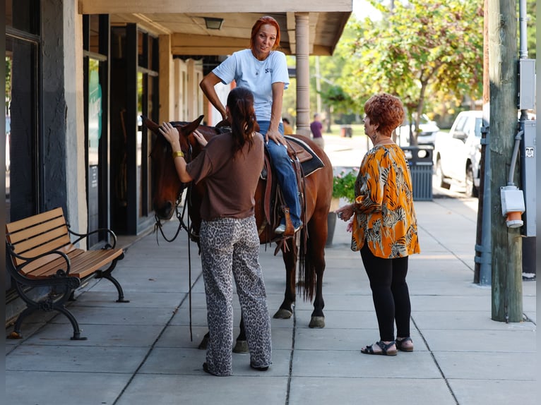 American Quarter Horse Wallach 11 Jahre 140 cm Rotbrauner in Forney