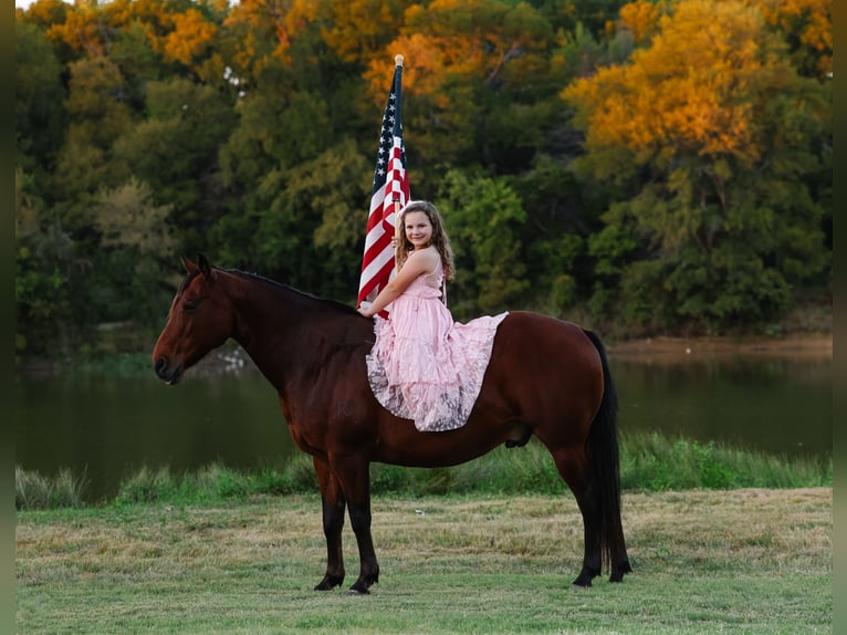 American Quarter Horse Wallach 11 Jahre 140 cm Rotbrauner in Forney