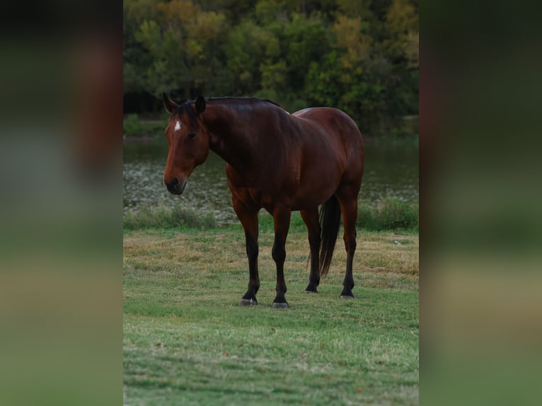American Quarter Horse Wallach 11 Jahre 140 cm Rotbrauner in Forney