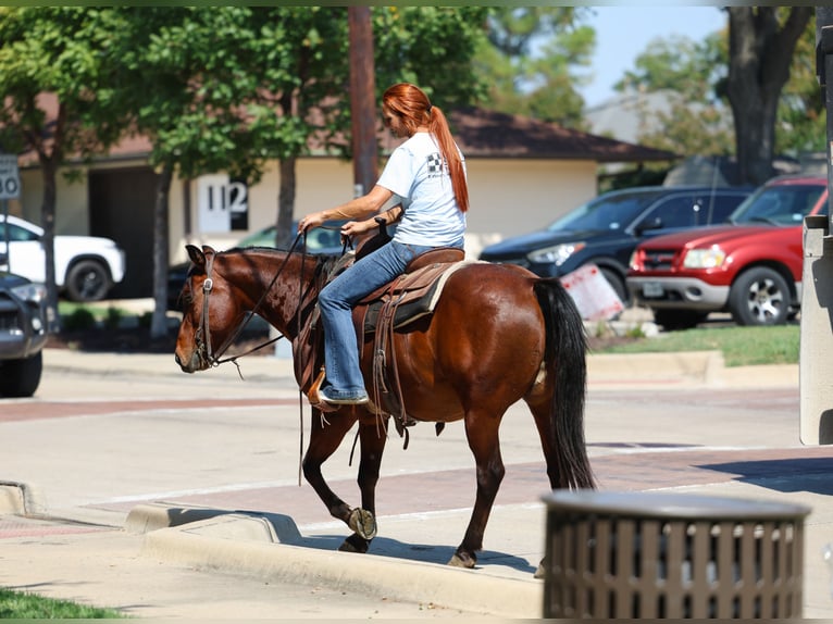 American Quarter Horse Wallach 11 Jahre 140 cm Rotbrauner in Forney