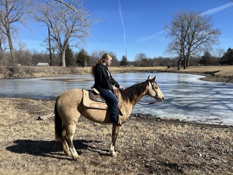American Quarter Horse Wallach 11 Jahre 142 cm Buckskin in Libson IA