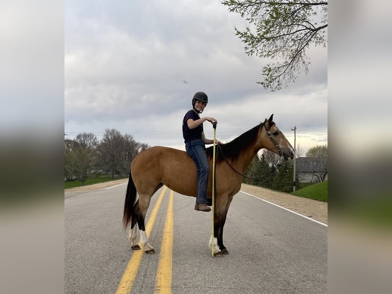 American Quarter Horse Wallach 11 Jahre 142 cm Buckskin in Libson IA