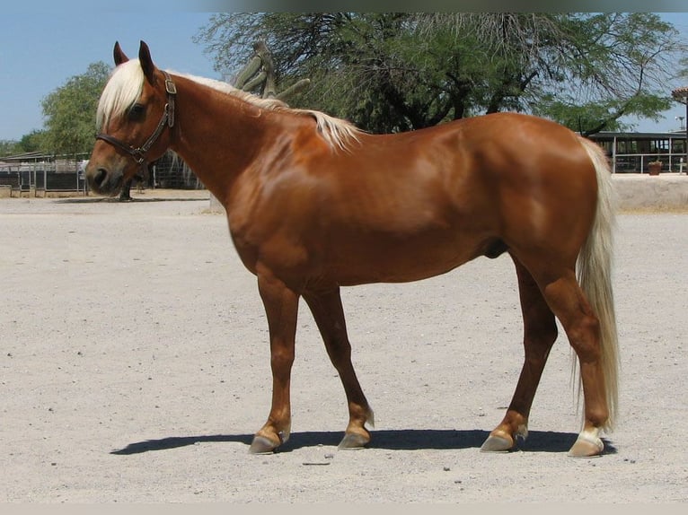 American Quarter Horse Wallach 11 Jahre 142 cm Palomino in Marana, AZ