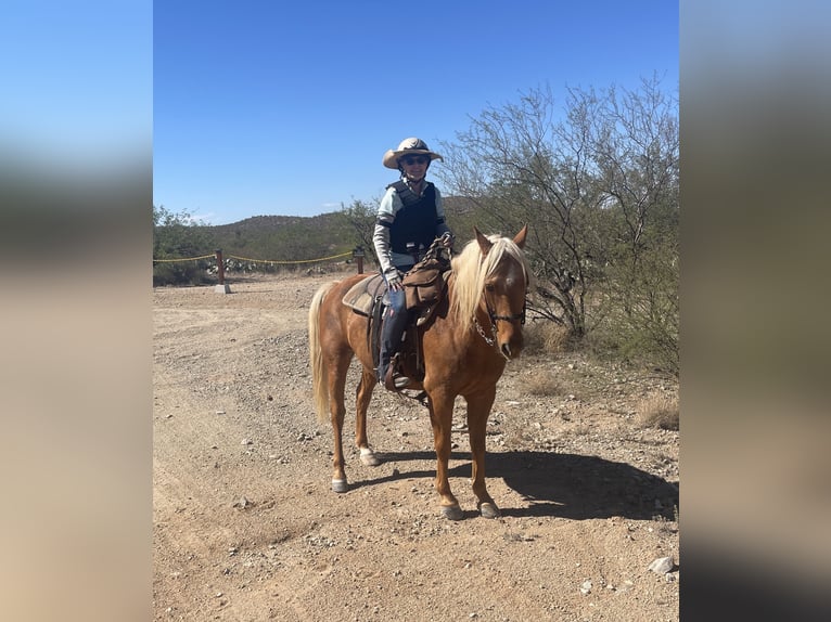 American Quarter Horse Wallach 11 Jahre 142 cm Palomino in Marana, AZ