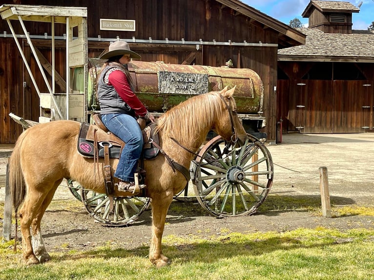 American Quarter Horse Wallach 11 Jahre 142 cm Palomino in Paicines CA