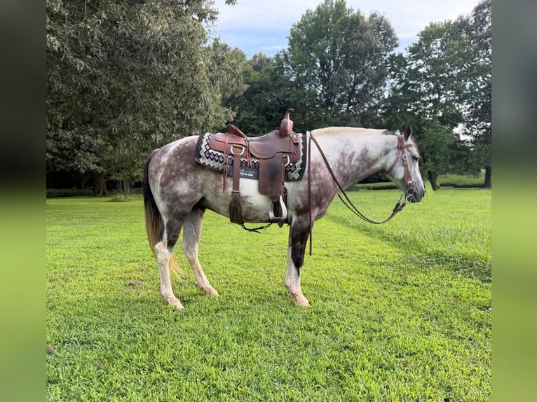 American Quarter Horse Wallach 11 Jahre 142 cm Schimmel in Sebree