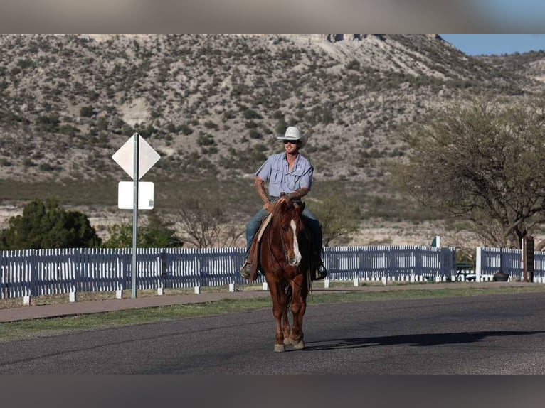 American Quarter Horse Wallach 11 Jahre 145 cm Dunkelfuchs in Camp Verde AZ