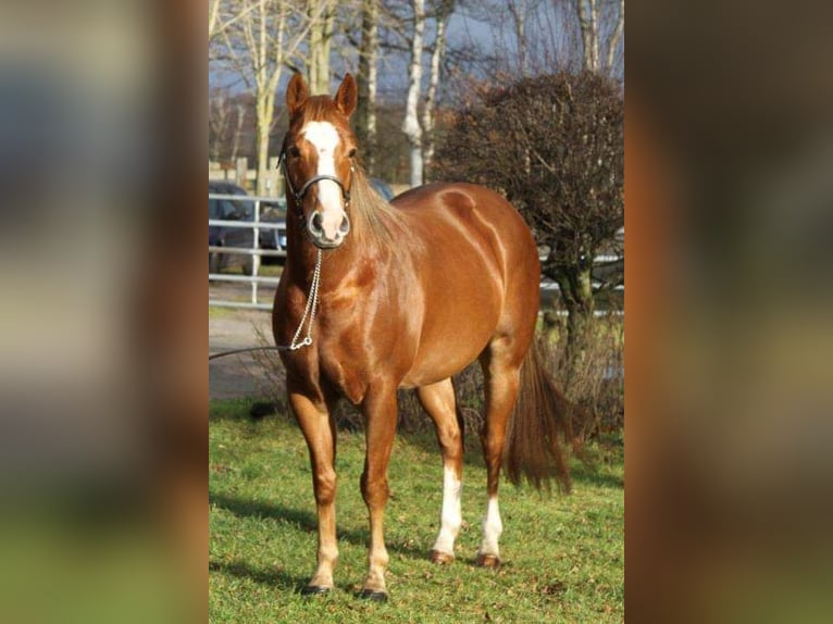 American Quarter Horse Wallach 11 Jahre 147 cm Champagne in Blije