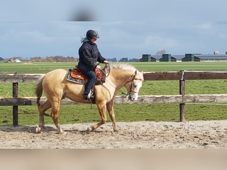 American Quarter Horse Wallach 11 Jahre 147 cm Champagne in Blije