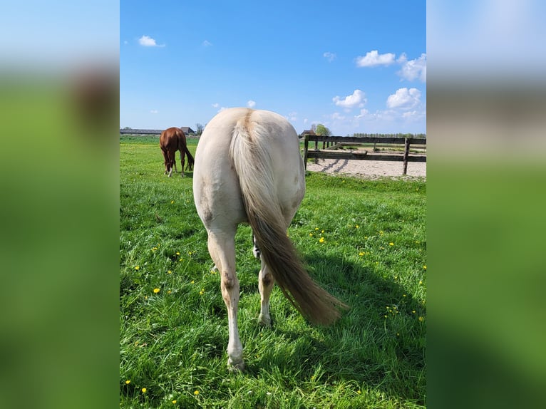American Quarter Horse Wallach 11 Jahre 147 cm Champagne in Blije