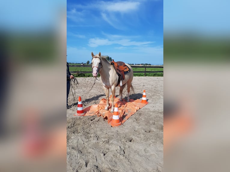 American Quarter Horse Wallach 11 Jahre 147 cm Champagne in Blije