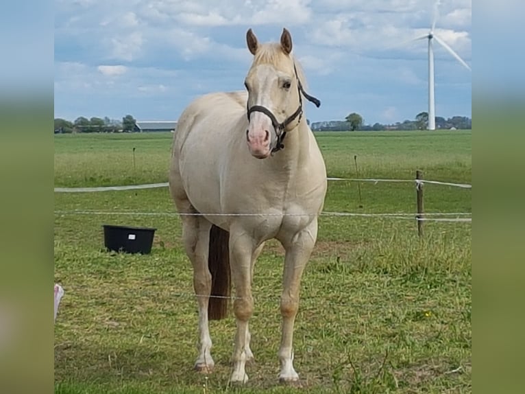 American Quarter Horse Wallach 11 Jahre 147 cm Champagne in Blije