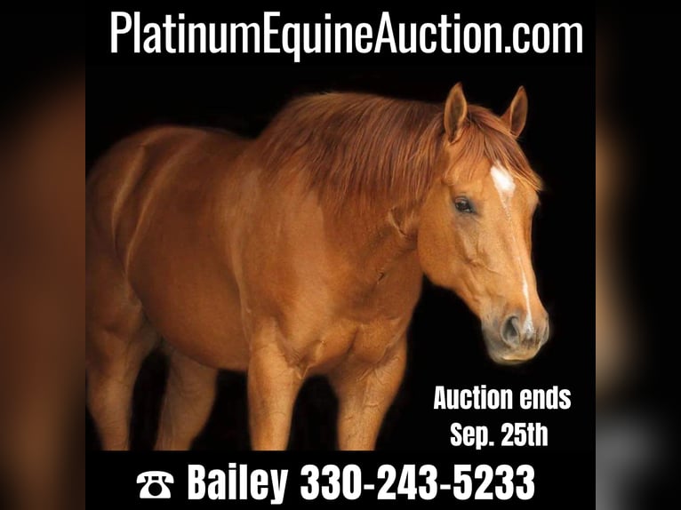 American Quarter Horse Wallach 11 Jahre 147 cm Dunkelfuchs in Huntsville TX