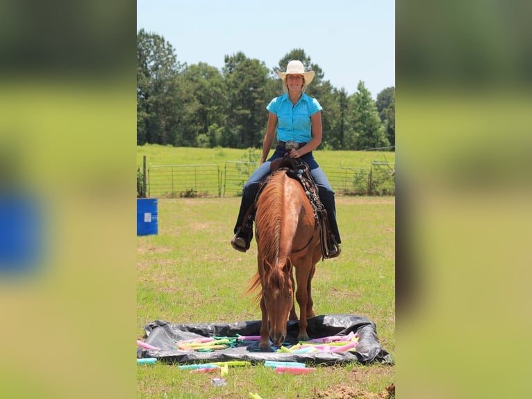 American Quarter Horse Wallach 11 Jahre 147 cm Dunkelfuchs in Huntsville TX