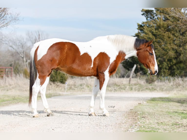 American Quarter Horse Wallach 11 Jahre 147 cm Dunkelfuchs in SAVOY, TX