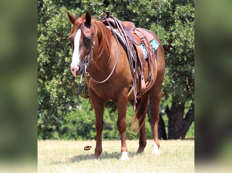American Quarter Horse Wallach 11 Jahre 147 cm Dunkelfuchs in Jacksboro TX