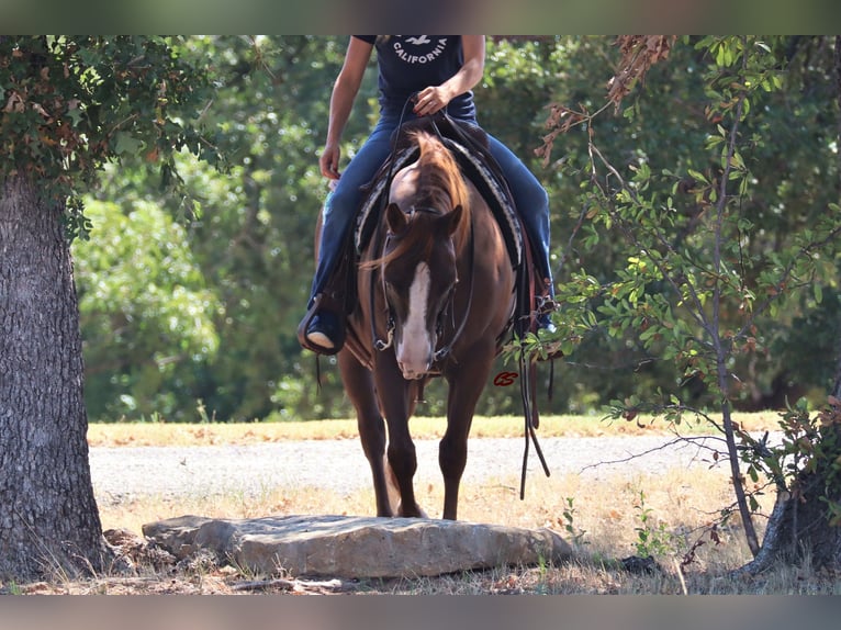 American Quarter Horse Wallach 11 Jahre 147 cm Dunkelfuchs in Jacksboro TX