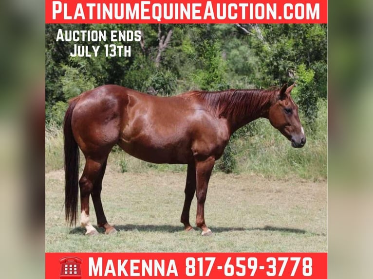 American Quarter Horse Wallach 11 Jahre 147 cm Dunkelfuchs in Lipan TX