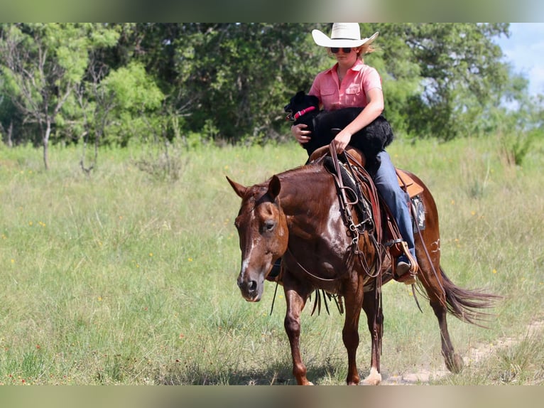 American Quarter Horse Wallach 11 Jahre 147 cm Dunkelfuchs in Lipan TX