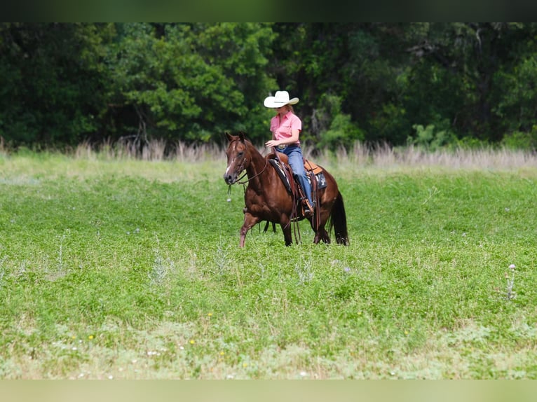 American Quarter Horse Wallach 11 Jahre 147 cm Dunkelfuchs in Lipan TX