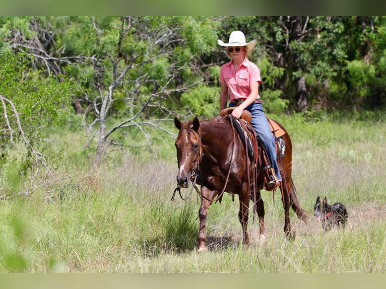 American Quarter Horse Wallach 11 Jahre 147 cm Dunkelfuchs in Lipan TX