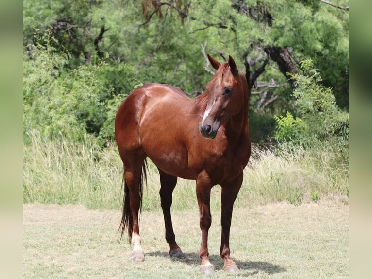 American Quarter Horse Wallach 11 Jahre 147 cm Dunkelfuchs in Lipan TX