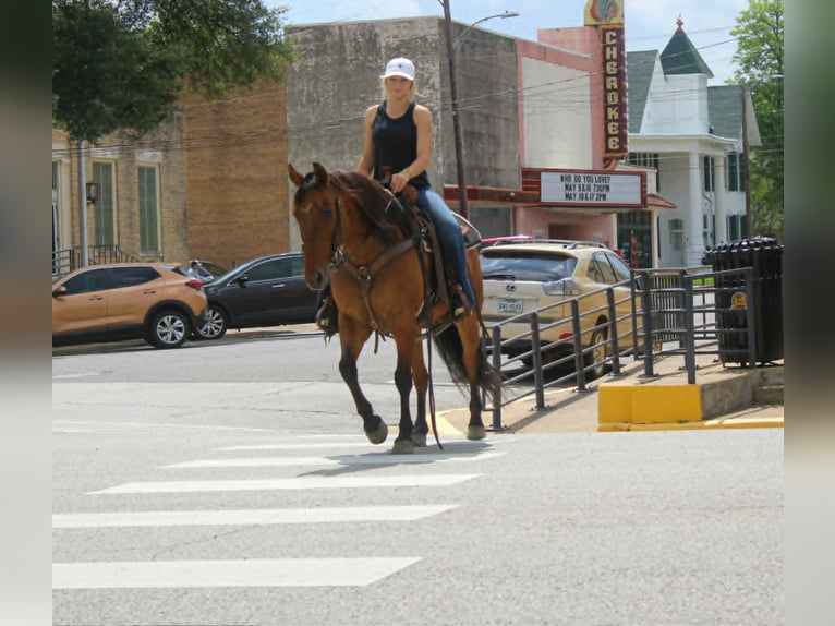 American Quarter Horse Wallach 11 Jahre 147 cm Falbe in Rusk