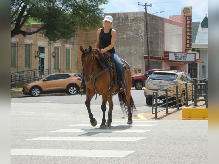 American Quarter Horse Wallach 11 Jahre 147 cm Falbe in Rusk