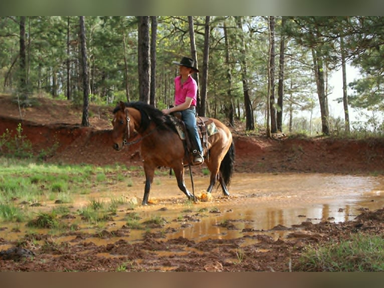 American Quarter Horse Wallach 11 Jahre 147 cm Falbe in Rusk