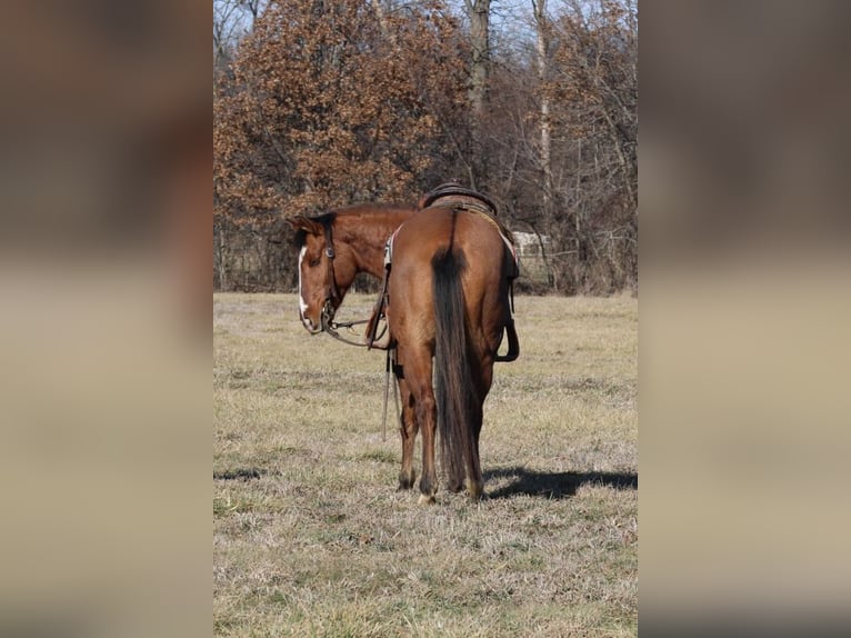 American Quarter Horse Wallach 11 Jahre 147 cm Falbe in Charleston