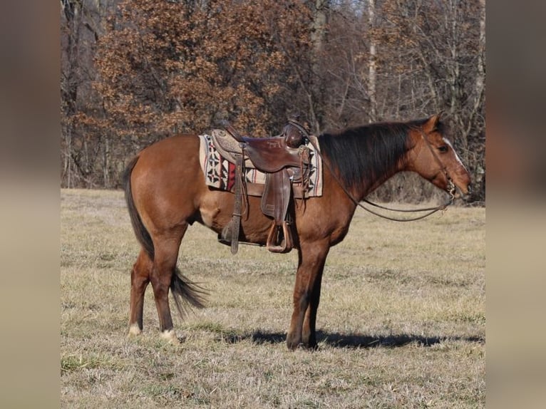 American Quarter Horse Wallach 11 Jahre 147 cm Falbe in Charleston